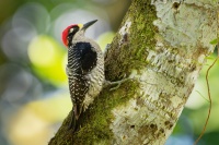 Datel cernolici - Melanerpes pucherani - Black-cheeked Woodpecker o6506